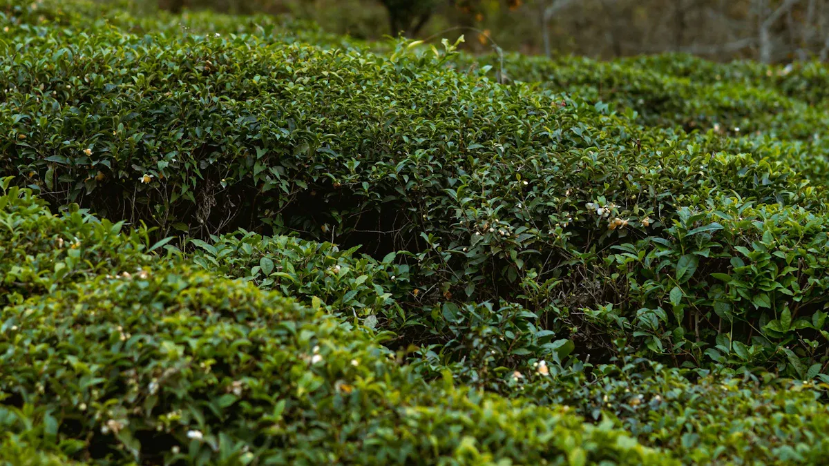 The Impact of Zhejiang's Green Regulations on Local Enterprises